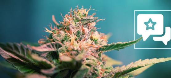 AK-47: Recenze a informace o odrůdě konopí