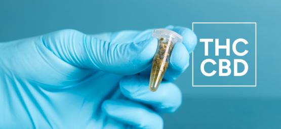 Jak testovat hladiny THC a CBD v konopných produktech