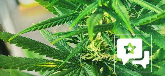 Recenze odrůdy: Kali Mist