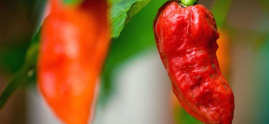 Ghost pepper (Bhut Jolokia): Jak ji pěstovat a používat