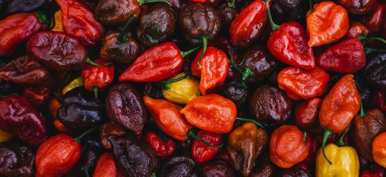 Top 20 nejpálivějších papriček na světě (vydání 2026)