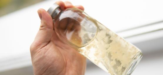 Jak připravit tekutou kulturu