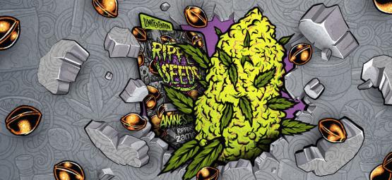 Zamnesia x Ripper Seeds: Amnesia Punch (limitovaná edice)