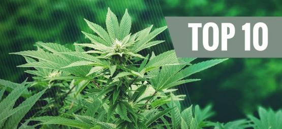 Top 10 nejoblíbenějších využití konopí