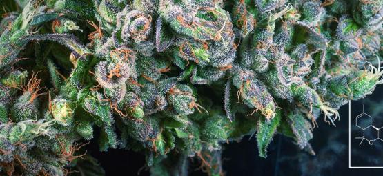 Co je delta-8 THC (∆⁸-THC)?