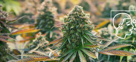 Co jsou alergie na konopí?