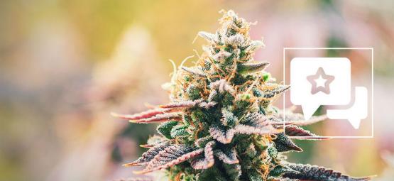 Lava Cake: Recenze a informace o odrůdě konopí