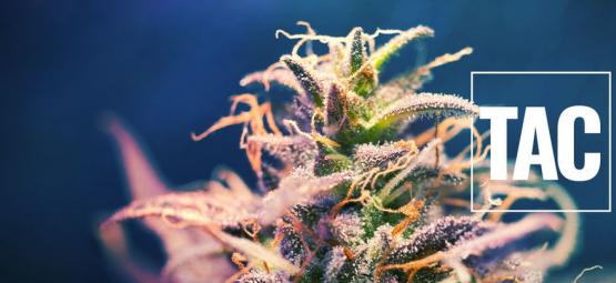 Co je TAC a proč na něm záleží?
