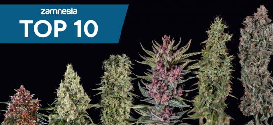 10 nejoblíbenějších odrůd od Zamnesia