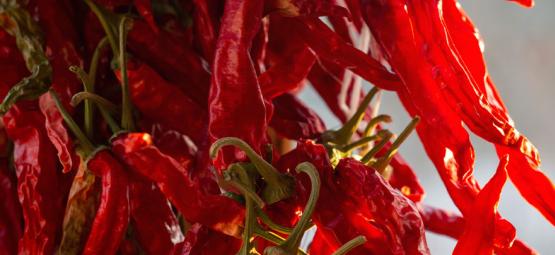 Jak pěstovat chilli papričky Cayenne Long Slim