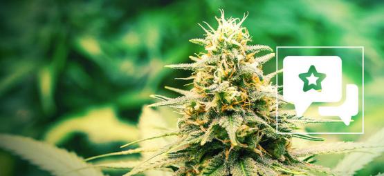 Frosted Guava: Recenze a informace o odrůdě konopí
