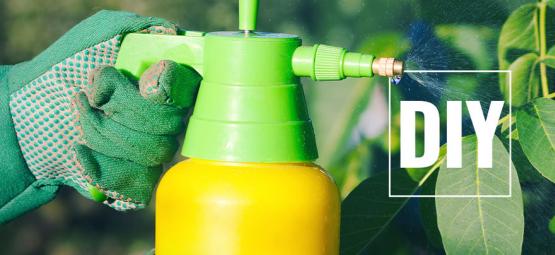 Jak vyrobit přírodní pesticidy na rostliny pálivých paprik