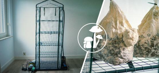 Jak postavit plodící komoru Martha na pěstování hub