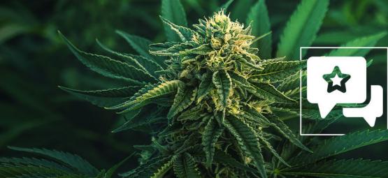 Apple Fritter: Recenze a informace o odrůdě konopí