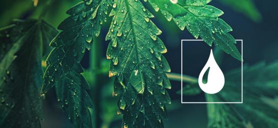 Kolik vody potřebují rostliny konopí?