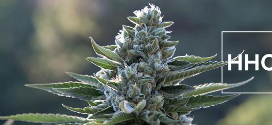 Co byste měli vědět o hexahydrocannabinolu (HHC)