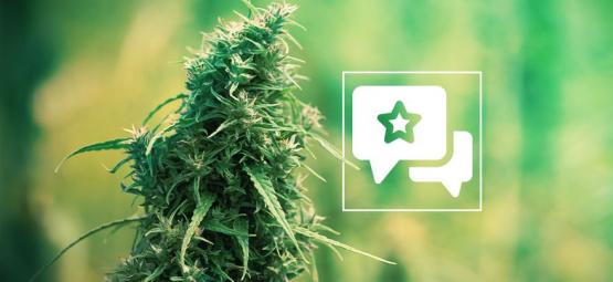 Sour Diesel: Recenze a informace o odrůdě konopí