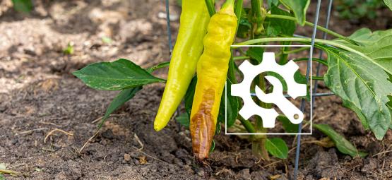 Jak si poradit s hnilobou květního konce u pálivých paprik