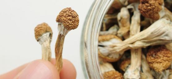 Jak často byste měli microdosovat?