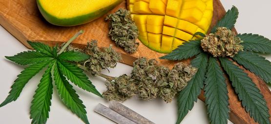 Co je myrcen v konopí?