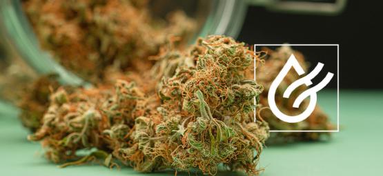 Jak rychle usušit konopí a 3 alternativy pro mokré květy