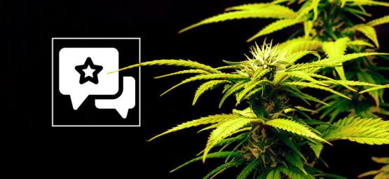 Candy Rain: Recenze a informace o odrůdě konopí