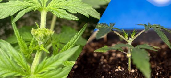 Prořezávání konopí: Topping vs. fimming