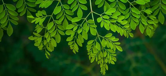 Moringa: Vše, co potřebujete vědět