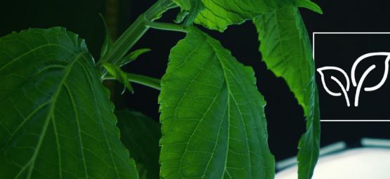 Jak pěstovat Šalvěj divotvornou