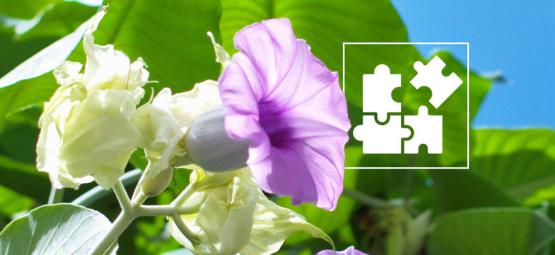 Vše, co potřebujete vědět o mikrodávkování LSA