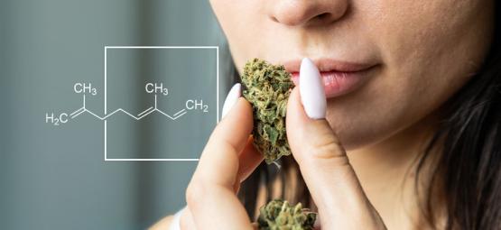 Co je ocimen a jaké účinky má tento terpen?