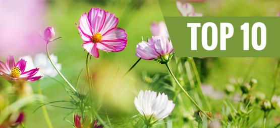 10 nejlepších květin k výsadbě na jaře