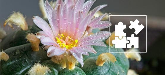 Mikrodávkování meskalinu: Co byste měli vědět