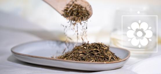 Co je mexický estragon a jak ho používat