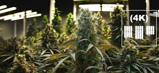 Co jsou tetraploidy a triploidy u konopí?