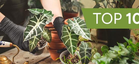 Top 10 okrasných rostlin pro pěstování v interiéru
