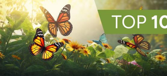 Top 10 rostlin pro motýly