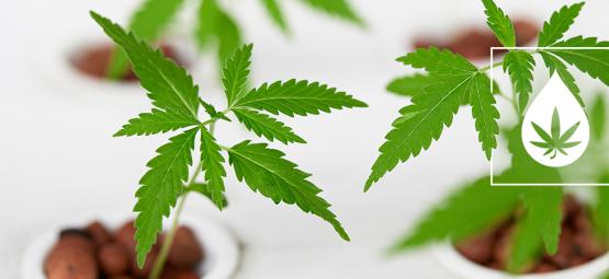 Jak si postavit vlastní hydroponický systém typu Nutrient Film Technique (NFT)