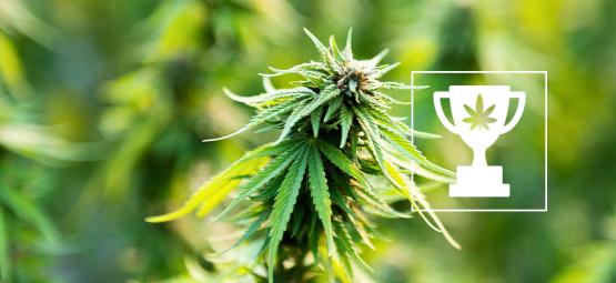 9 světových rekordů z konopného světa