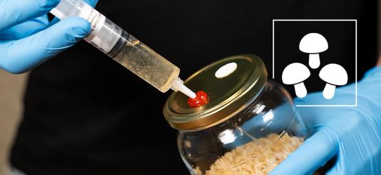 Jak používat tekuté kultury lysohlávek