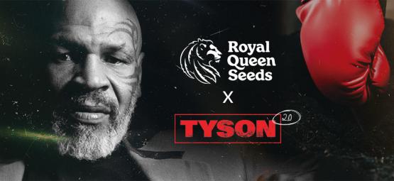 Royal Queen Seeds X Mike Tyson: Největší spolupráce všech dob?