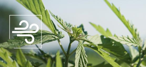 Jak rozpoznat a léčit popálení větrem u konopí