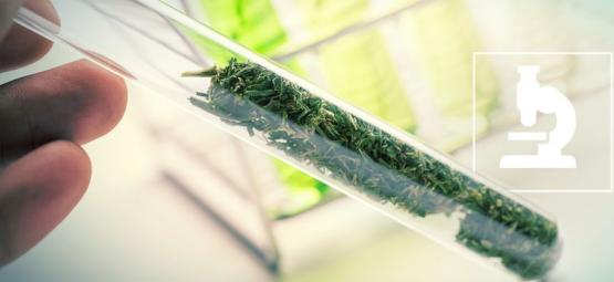 Co jsou flavonoidy, terpeny a terpenoidy?