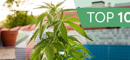 10 nejbizarnějších míst, kde lze pěstovat konopí