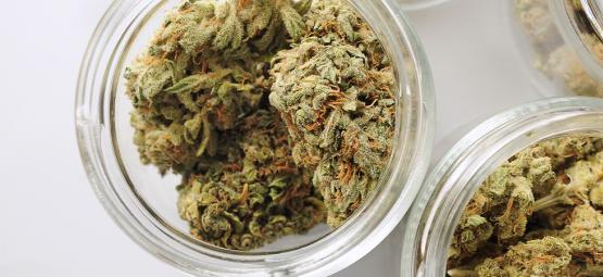 Automatizovaný systém pro zrání konopí: Podrobný návod krok za krokem