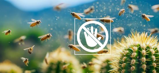 Jak léčit a předcházet škůdcům na kaktusu San Pedro