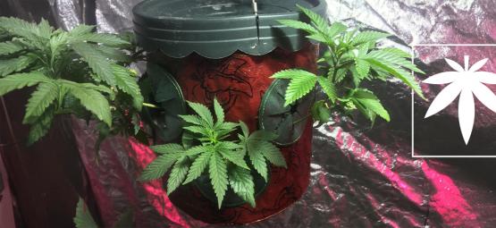 Pěstování konopí hlavou dolů