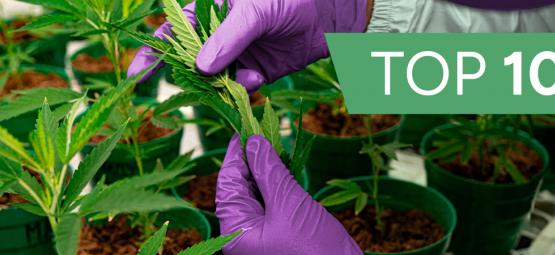 10 inovativních konopných firem, které byste měli v roce 2026 sledovat