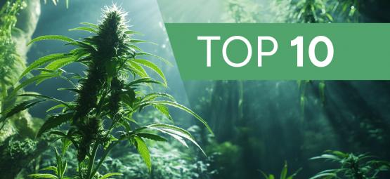 10 městských legend a mýtů o pěstování konopí