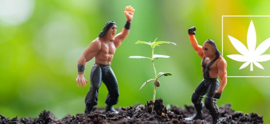 Mohu dávat kreatin svým rostlinám konopí?